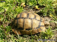 new kleinmanni female